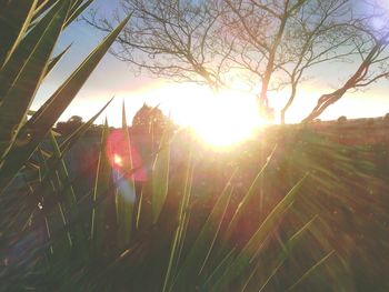 Sun shining through trees