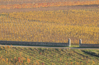 Bunch of grapes in the vineyard in burgundy in autumn