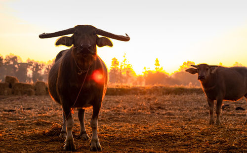 Swamp buffalo at a harvested rice field in thailand. buffalo mother and son stand at rice farm.