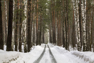 Snow covered road amidst trees in forest