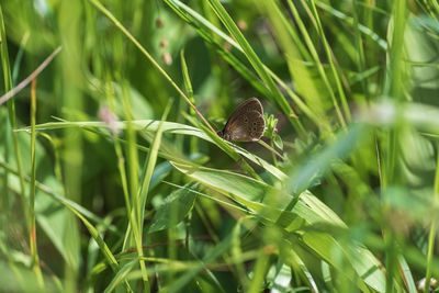 Close-up of insect on plant