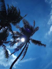 Low angle view of palm tree against blue sky