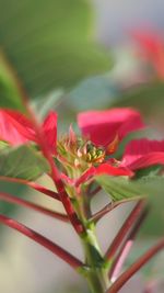 Close-up of pink flowers blooming outdoors