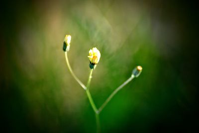 Close-up of flowers