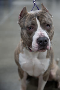 Close-up portrait of dog looking at camera