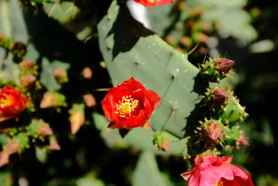 Close-up of red flowering plant