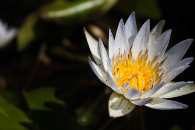 Close-up of white water lily