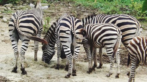 Zebras in a zoo