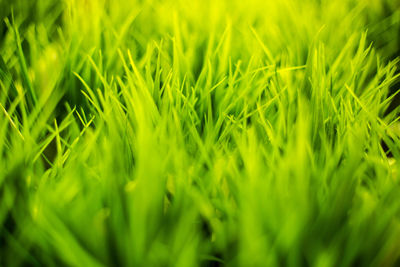 Full frame shot of grassy field