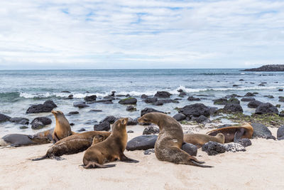 Sheep relaxing on shore by sea against sky