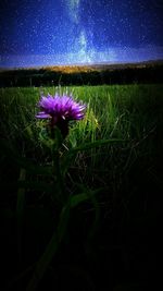 Purple flowers blooming in field