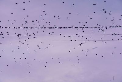Low angle view of birds flying in sky