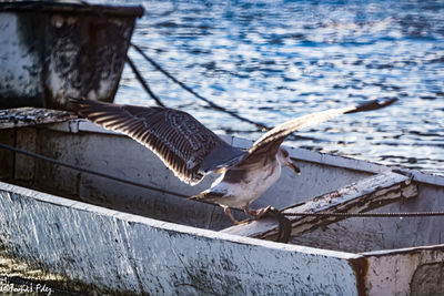 Seagulls flying over lake