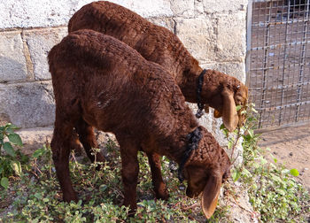 Goats standing against wall