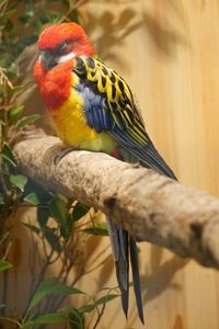 Close-up of parrot perching on tree