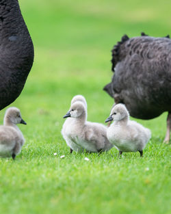 Ducks on grassy field