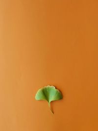 Close-up of leaf against orange background