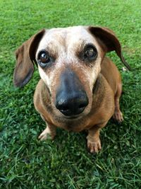 Close-up portrait of dog