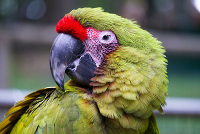 Close-up of parrot