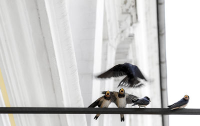 Low angle view of swallows on metal rod against building