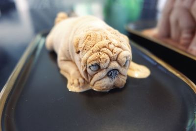 Close-up portrait of dog looking at camera on table