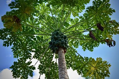 Low angle view of coconut palm tree against sky