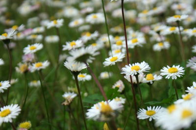 Close-up of white daisy flowers on field