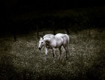 Side view of a horse on field