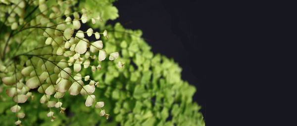 Close-up of plants