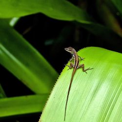 Close-up of insect on green leaf