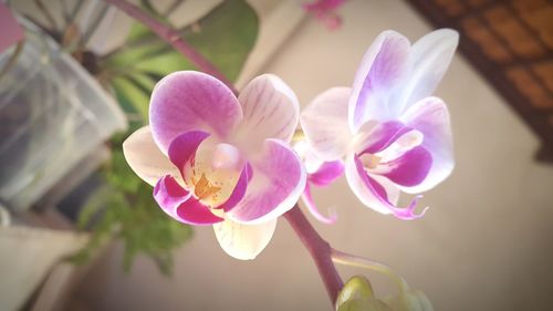 Close-up of flowers blooming outdoors