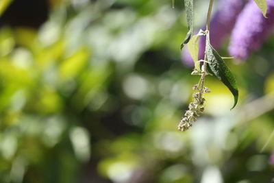 Close-up of purple flowering plant