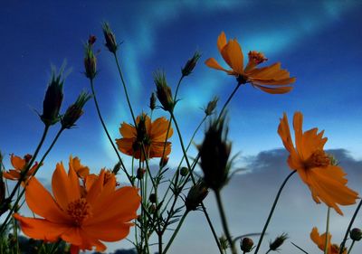 Close-up of orange flowering plants against blue sky