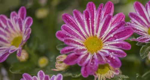 Close-up of pink flowers