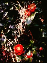 Close-up of red leaves