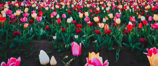 Close-up of pink tulips growing on field