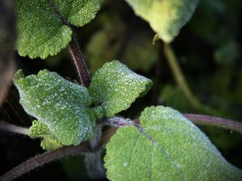 Close-up of water drops on leaves
