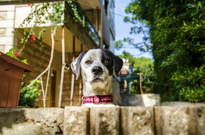 Close-up of dalmatian dog by building
