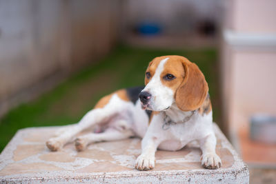 Close-up of dog looking away sitting outdoors