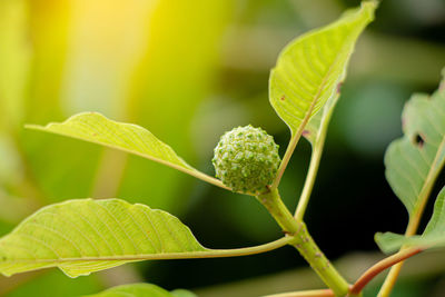 Close-up of plant