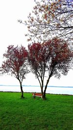 Trees on grassy field