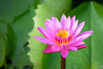 Close-up of pink water lily