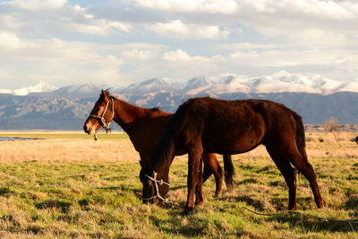 Horses. balykchy. issyk-kul region. kyrgyzstan