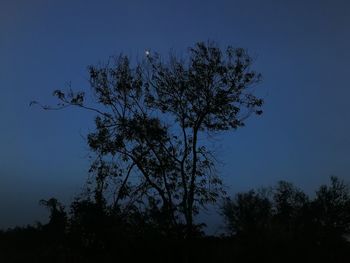 Low angle view of silhouette tree against clear sky