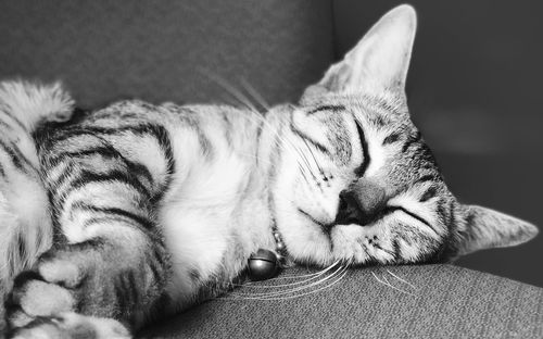 Close-up of a cat sleeping