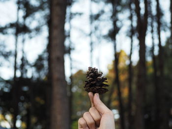 Cropped hand holding plant against trees in forest