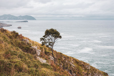 Scenic view of sea against sky with lonely tree on foreground