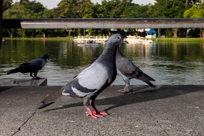 Birds perching on a lake