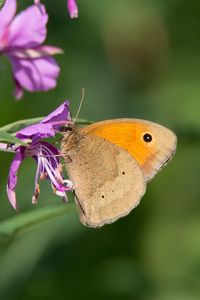 Close-up of butterfly pollinating on purple flower