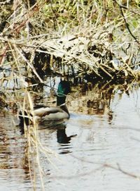 Ducks in lake